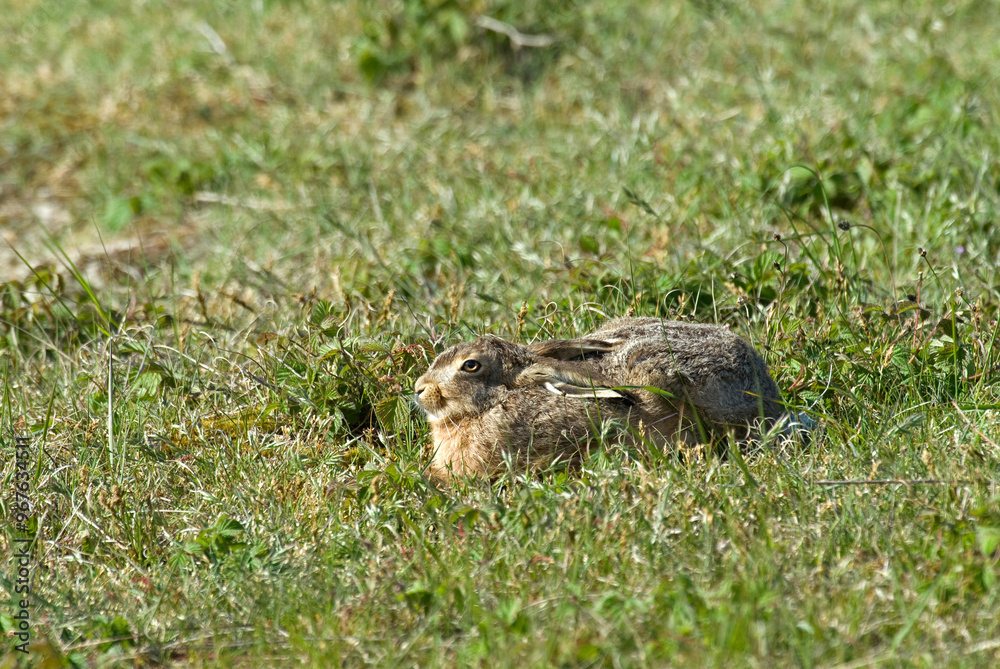 Lièvre d'Europe, Lièvre brun, Lepus europaeus Lièvre d'Europe, Lièvre brun, Lepus europaeus