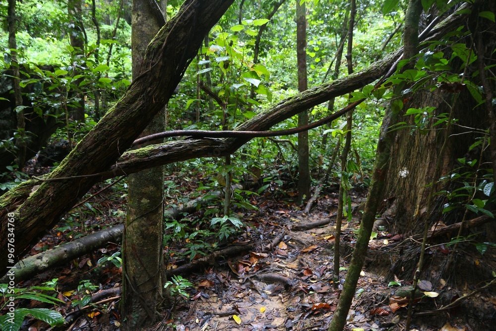Rainforest trail in Palawan, Philippines Rainforest trail in Palawan, Philippines