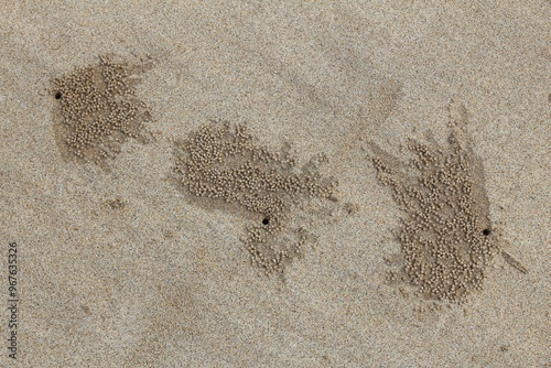 Sand balls made by burrowing sand bubbler crabs photo