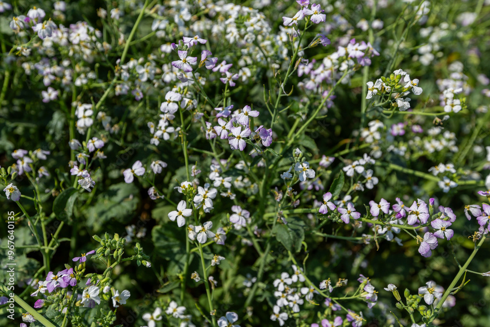 oilseed radish grows in the field oilseed radish grows in the field