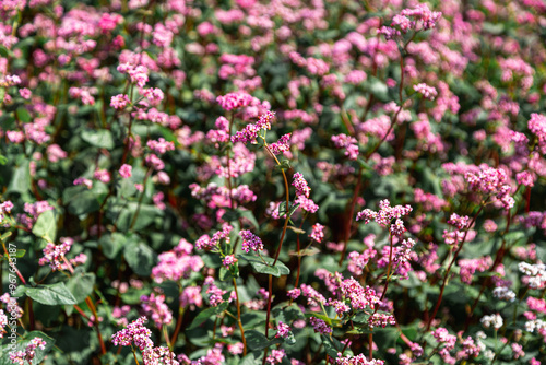 Red buckwheat flowers on the field. Blooming buckwheat. Buckwheat field on a summer sunny day. 