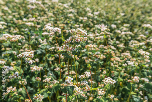 Close up of flowers of buckwheat. Blooming buckwheat field