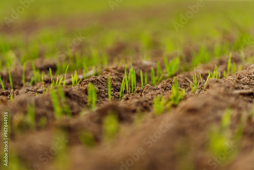 Lush green sprouts rise from rich, dark soil in a tranquil field during sunset, signaling the arrival of spring and new life. Agriculture concept.