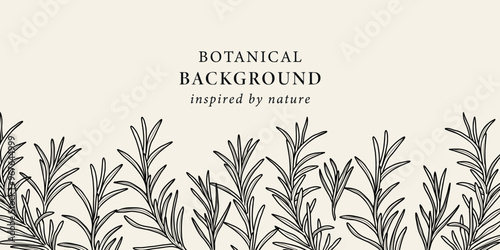 Line art rosemary branches background