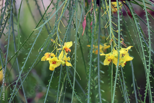 bosquet de fleures jaune photo