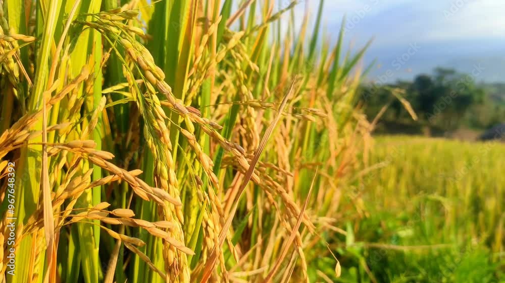 Golden rice plants sway in the sunlight, ready for harvest. The lush green field and distant trees create a serene, rural landscape under a clear sky Golden rice plants sway in the sunlight, ready for harvest. The lush green field and distant trees create a serene, rural landscape under a clear sky