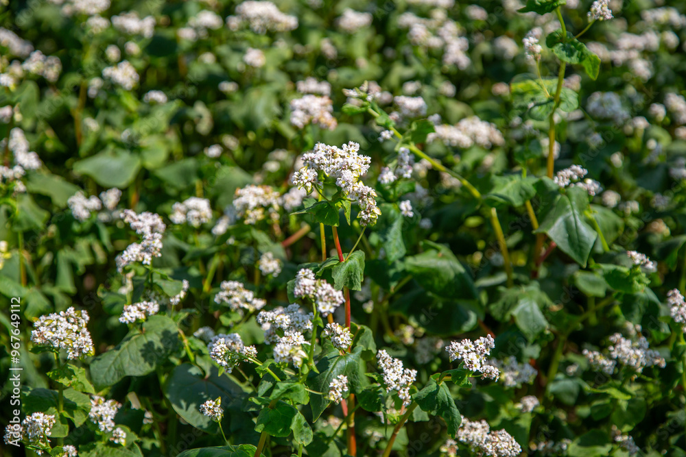 Close up of flowers of buckwheat. Blooming buckwheat field Close up of flowers of buckwheat. Blooming buckwheat field