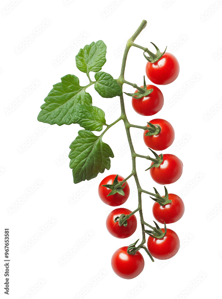 Sunlit cherry tomatoes on the vine, cut out transparent Sunlit cherry tomatoes on the vine, cut out transparent