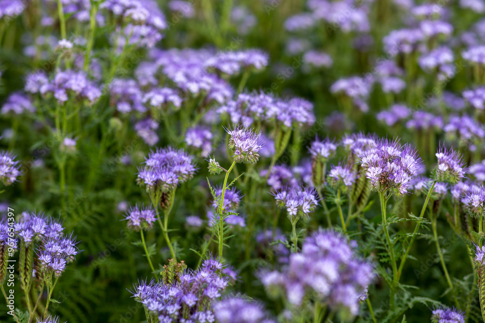 The field is blooming phacelia - a special honey plant for bees The field is blooming phacelia - a special honey plant for bees