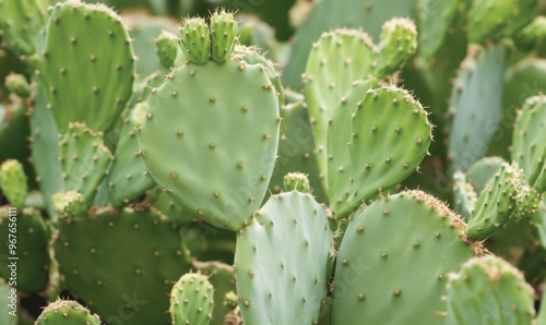 A highly recommended prickly pear plant to nourish the body. 