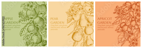  Vector set of 3 cards with flowering branches of fruits. Apple, pear, apricot