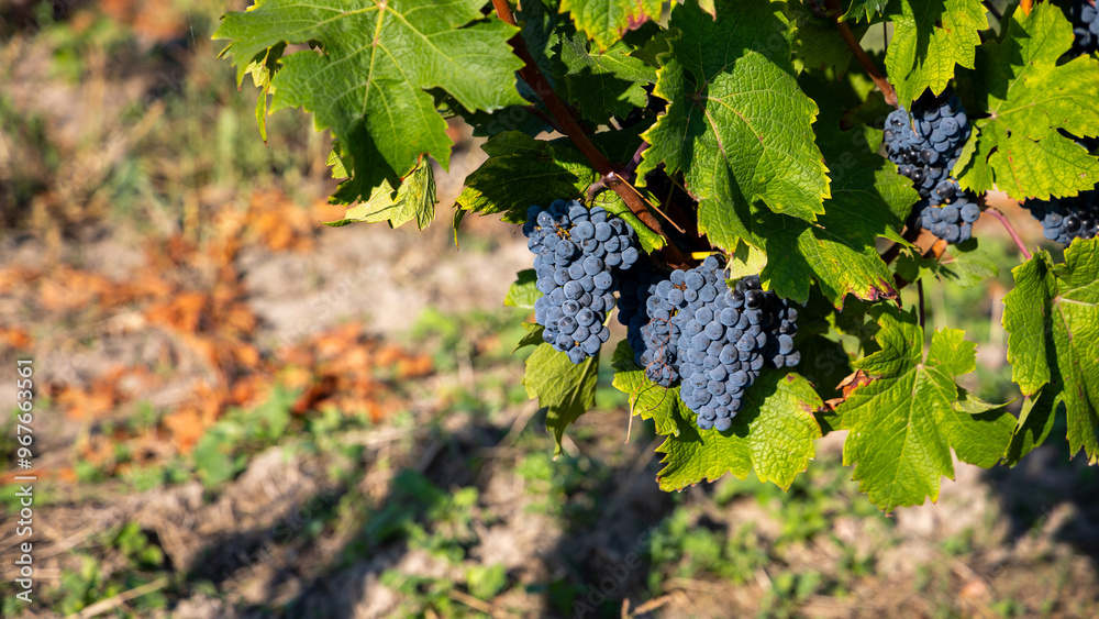 Mature dark blue grapes ready to be picked from the bush. Photo of the vineyard taken on a sunny day