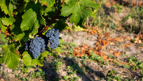 Obraz na płótnie Mature dark blue grapes ready to be picked from the bush. Photo of the vineyard taken on a sunny day w salonie