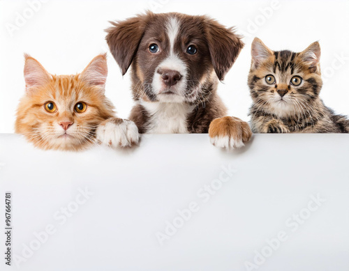 Cute Cat and Dog Against White Background Banner Design with Copy Space