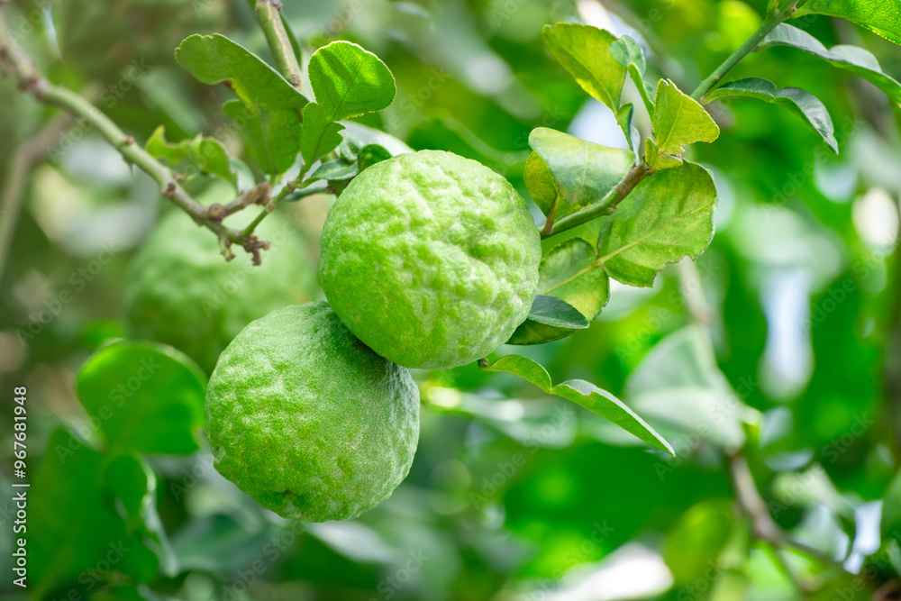 Obraz premium Bergamot, Fresh green bergamot fruit hanging from branch. bergamot tree garden and healthy food concept, group of bergamot,Bergamot medicinal plants with many