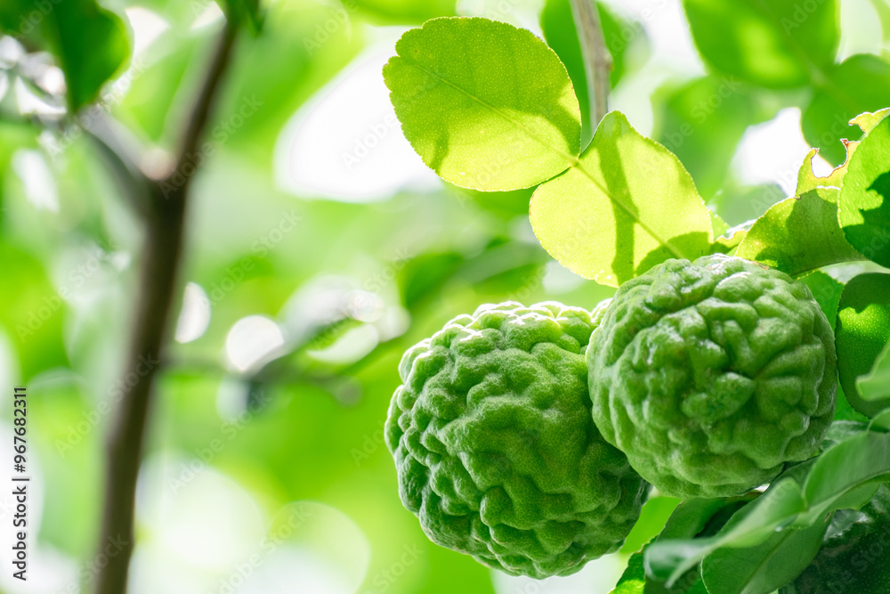 Fototapeta premium Bergamot, Fresh green bergamot fruit hanging from branch. bergamot tree garden and healthy food concept, group of bergamot,Bergamot medicinal plants with many