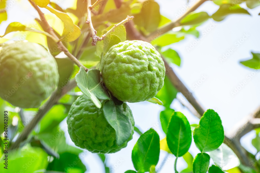Obraz premium Bergamot, Fresh green bergamot fruit hanging from branch. bergamot tree garden and healthy food concept, group of bergamot,Bergamot medicinal plants with many