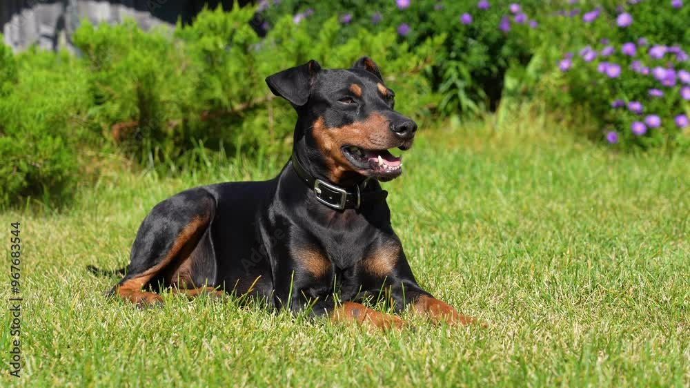 A playful dog lounges comfortably on lush green grass, surrounded by colorful flowers on a sunny day in the garden