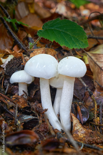 Hygrophorus eburneus photo