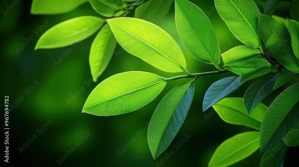 Lush Green Leaves Branch Close-Up