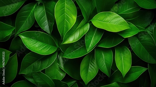 Lush Green Foliage Texture