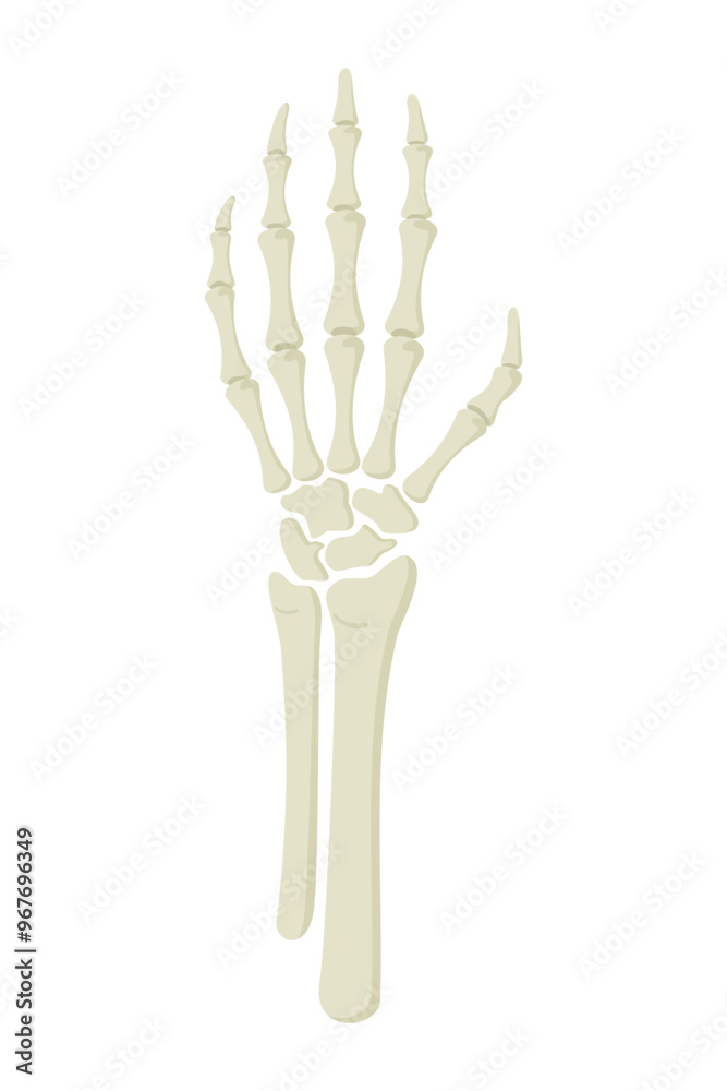 Skeleton hand isolated on white background. Vector illustration in flat style