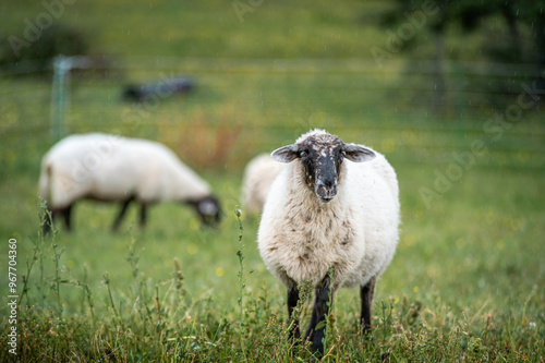Wallpaper Mural Sheep grazing in a summer field on a rainy day Torontodigital.ca