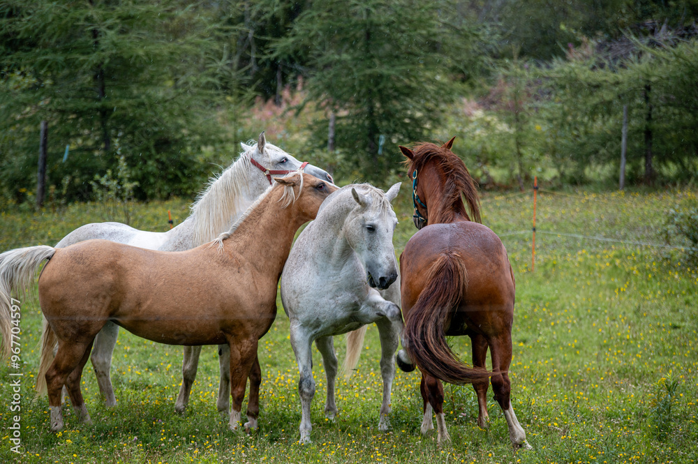 Horses in summer pasture on a rainy day in quebec canada Horses in summer pasture on a rainy day in quebec canada