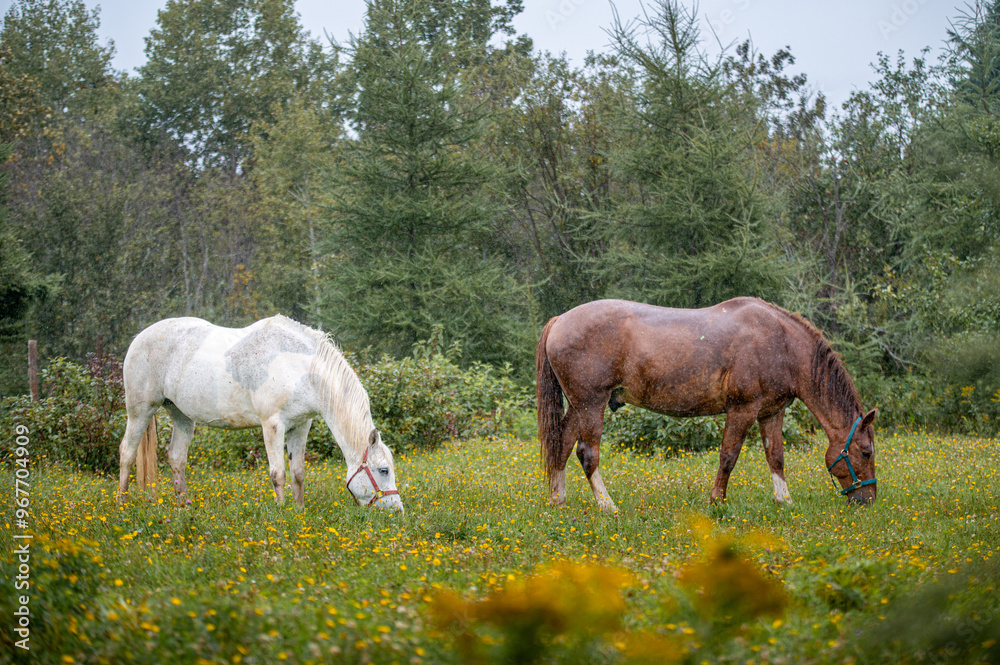 Fototapeta premium Horses in summer pasture on a rainy day in quebec canada
