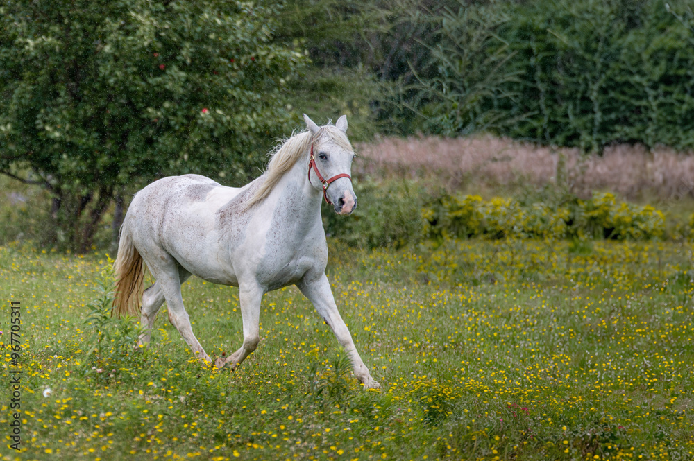 Horses in summer pasture on a rainy day in quebec canada Horses in summer pasture on a rainy day in quebec canada