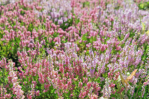 Beautiful pink flowers Calluna vulgaris. common heather, ling, heather.