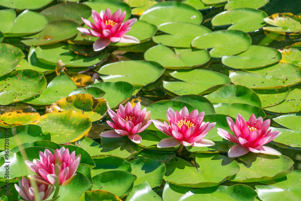 Beautiful pink water lilies in a pond. Nymphaea. aquatic plants Beautiful pink water lilies in a pond. Nymphaea. aquatic plants