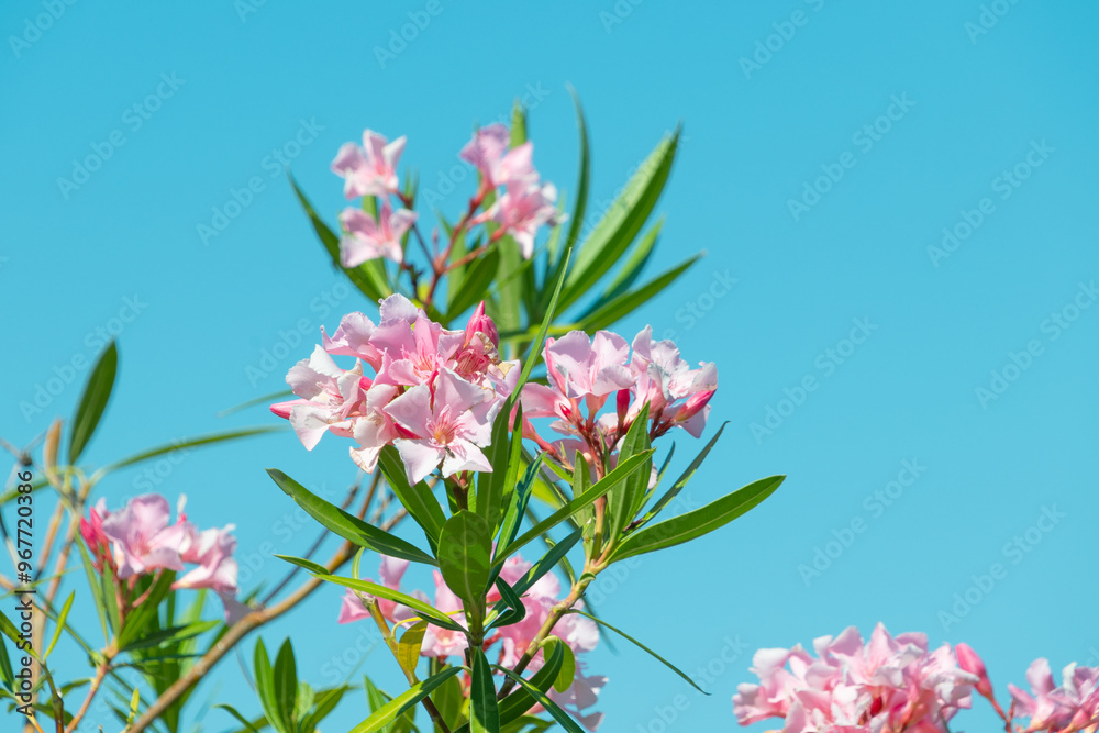 Beautiful pink flowers Nerium oleander. rosebay. floral background. Beautiful pink flowers Nerium oleander. rosebay. floral background.