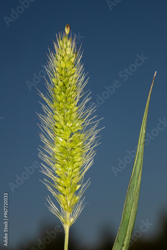 close up of foxtail grass seed head with yellow or purple bristles. This aggressive plant is self seeding and has a very bristly and spiny texture. photo