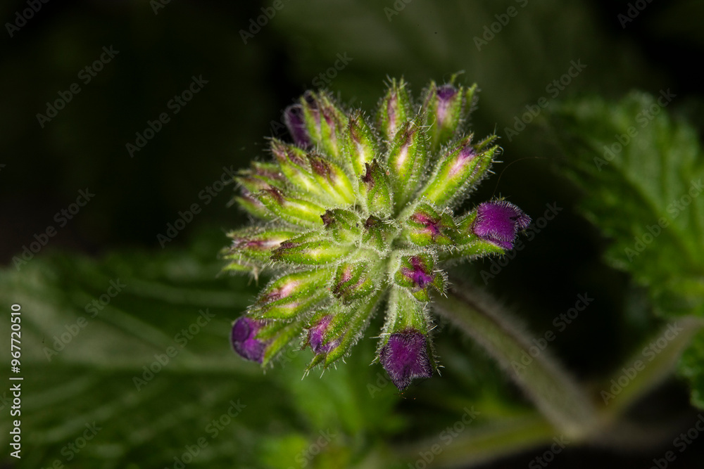 close up of Anchusa officinalis purple flower cluster close up of Anchusa officinalis purple flower cluster