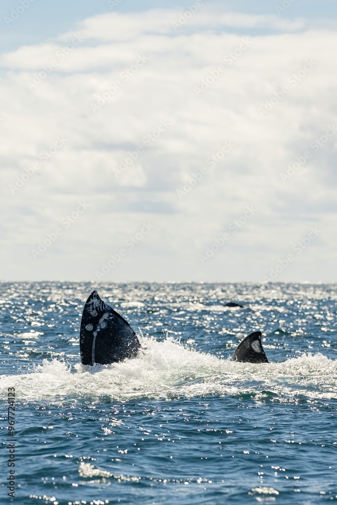 Fototapeta premium Humpback whale jump Megaptera novaeangliae breaches near East London South Africa. Shot in Hawaiian Islands Humpback Whale National Marine Sanctuary. Humpback whale jumps out of the water Slow motion