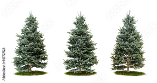 Three blue spruce trees isolated on transparent background