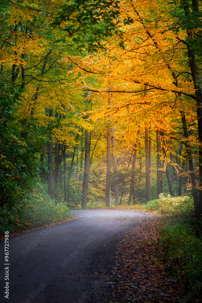 autumn in the forest autumn in the forest