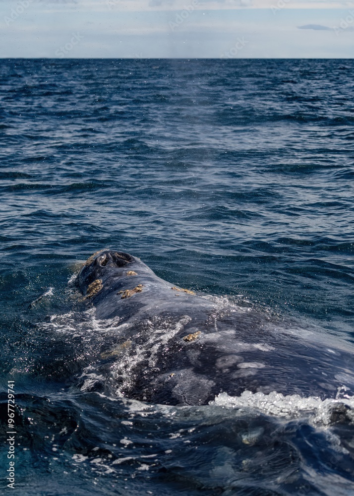 Obraz premium Closeup Whale Swimming At Ocean showing blowhole and skin covered with balanuses and vibrissas. Gray whale migrating in blue ocean waters of Mexico. Unique photo of mammal animal. Crustaceans on skin