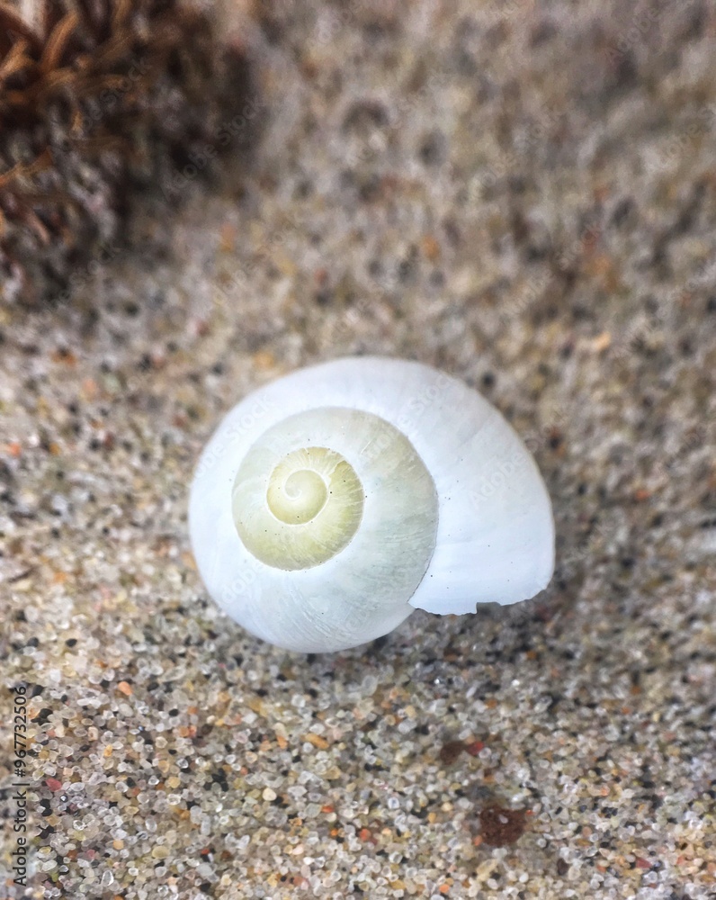 Beach shell on the sand of the Baltic Sea coast Beach shell on the sand of the Baltic Sea coast