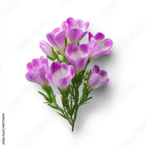 Close-up of a vibrant bunch of purple crocus flowers isolated on a white background.