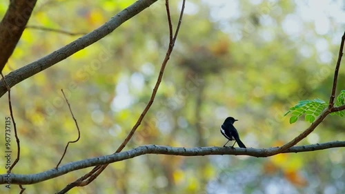 Oriental Magpie-Robin (Copsychus saularis)
