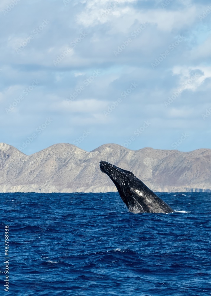 Fototapeta premium Humpback whale jump Megaptera novaeangliae breaches near East London South Africa. Shot in Hawaiian Islands Humpback Whale National Marine Sanctuary. Humpback whale jumps out of the water Slow motion