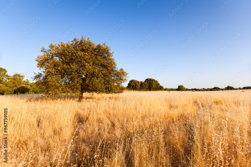 Fototapeta premium Lonely tree in Alentejo