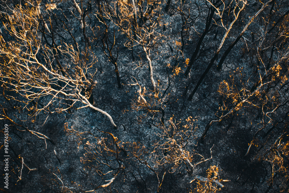 Top view, burnt trees after a bush fire. Top view, burnt trees after a bush fire.