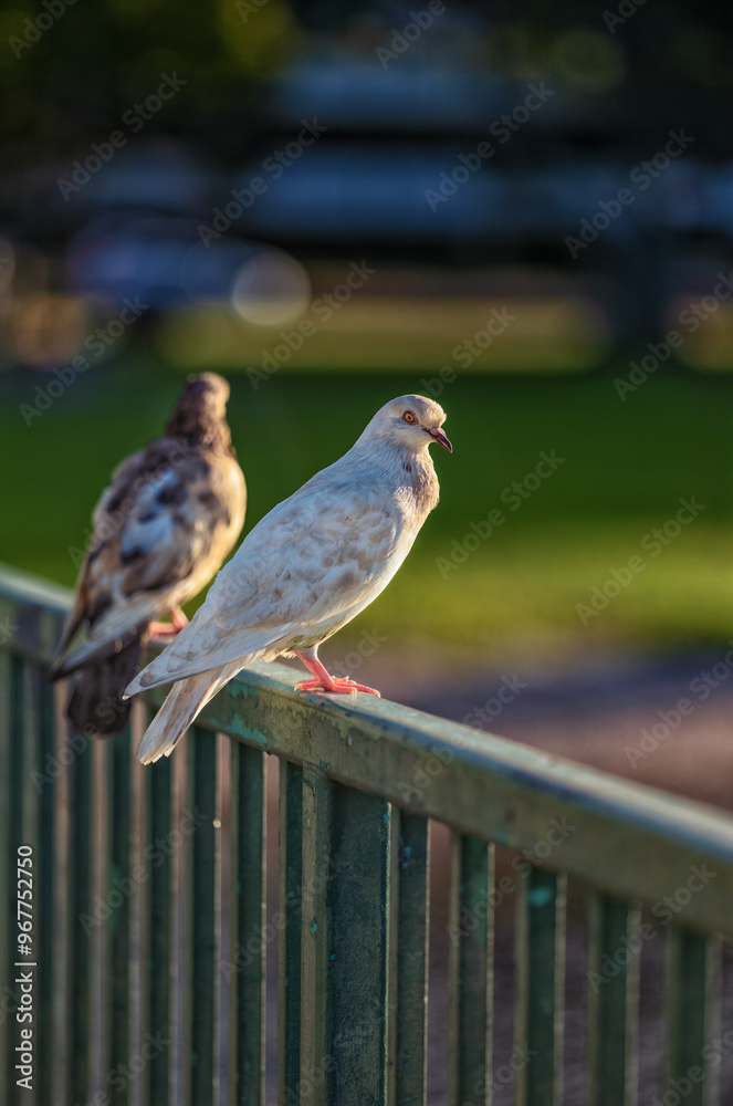 Two Pigeons on a Metal Fence in Honolulu, Hawaii.