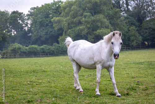 Close up of a white pony, Image shows a young white or grey horse mare in her field on a cloudy wet summers day on a small farm in Surrey