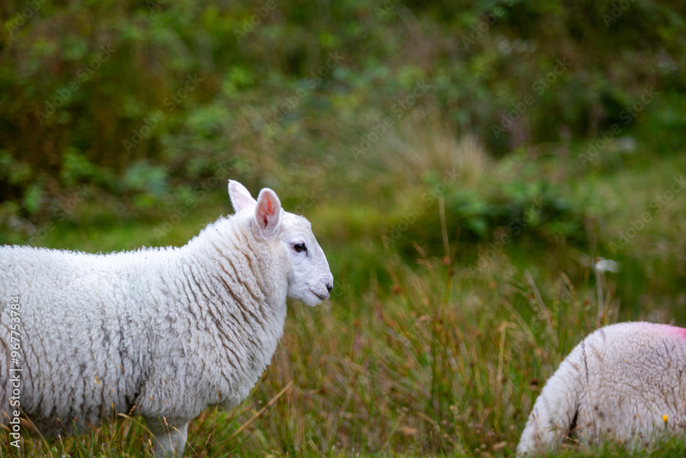 cheviot sheep in the remote island of Eriskay, Image shows a close up of a young cheviot sheep a common sheep breed