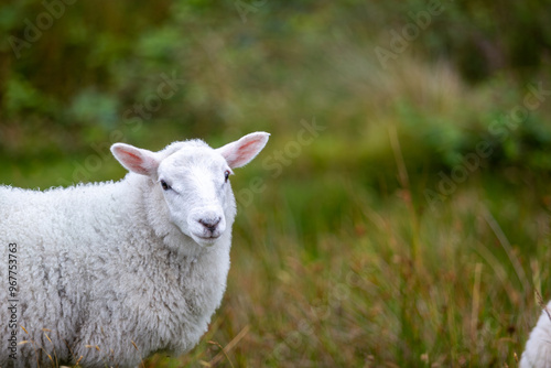 Obraz na płótnie cheviot sheep in the remote island of Eriskay, Image shows a close up of a young
