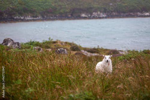 Wiltshire horn lamb on the remote Scottish island of Eriskay, Image shows a lone lamb in the natural environment by the sea   photo